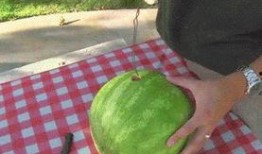 澳洲网红吃瓜视频大全,趣味横生的娱乐盛宴