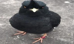 八哥今年爆料视频播放,揭秘娱乐圈幕后真相